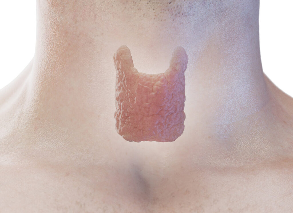 Endokrine und exokrine Drüsen Pflegerio