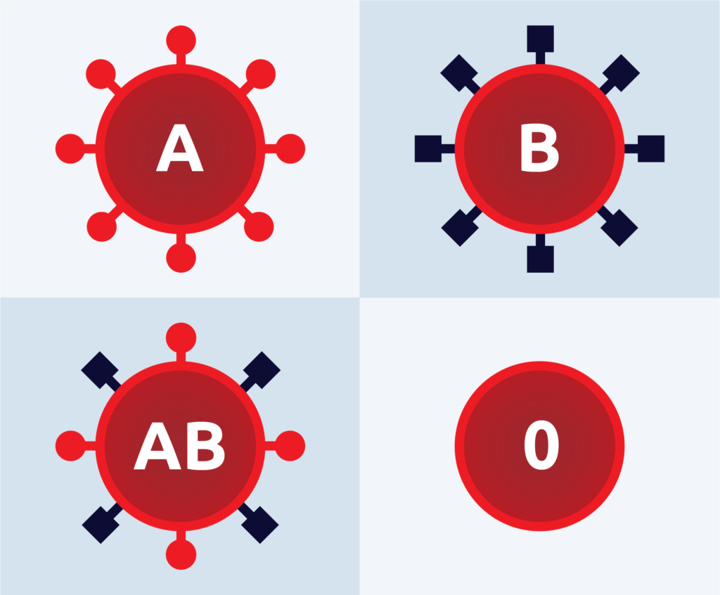 Antigene auf der Membran der Erythrozyten
