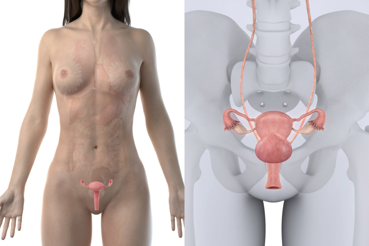 Lage der Gebärmutter (Uterus)
