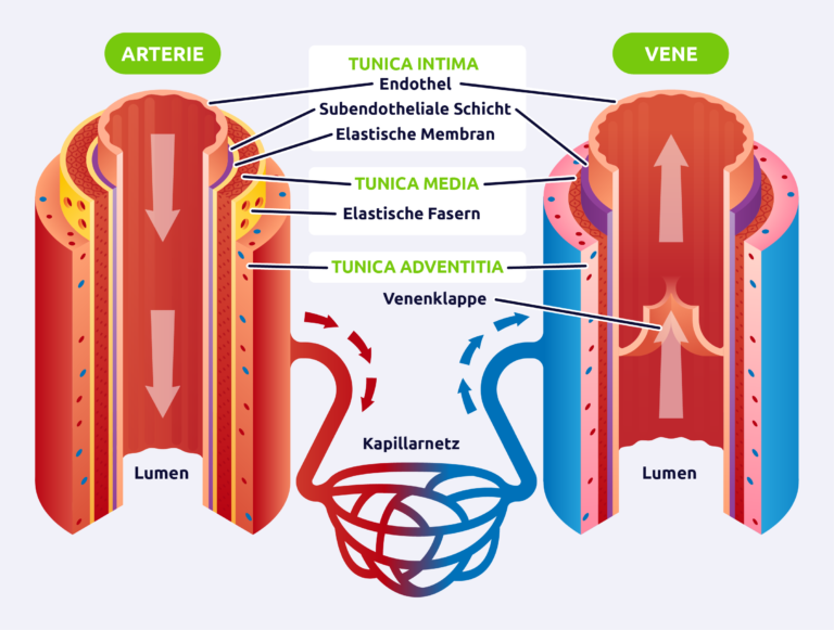 Venen: Struktur, Funktion, klinische Relevanz | Pflegerio